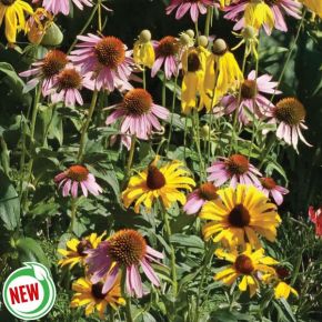 Acadian Native Mix Wildflowers